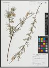 Foto von Salix repens subsp. rosmarinifolia (L.) Andersson